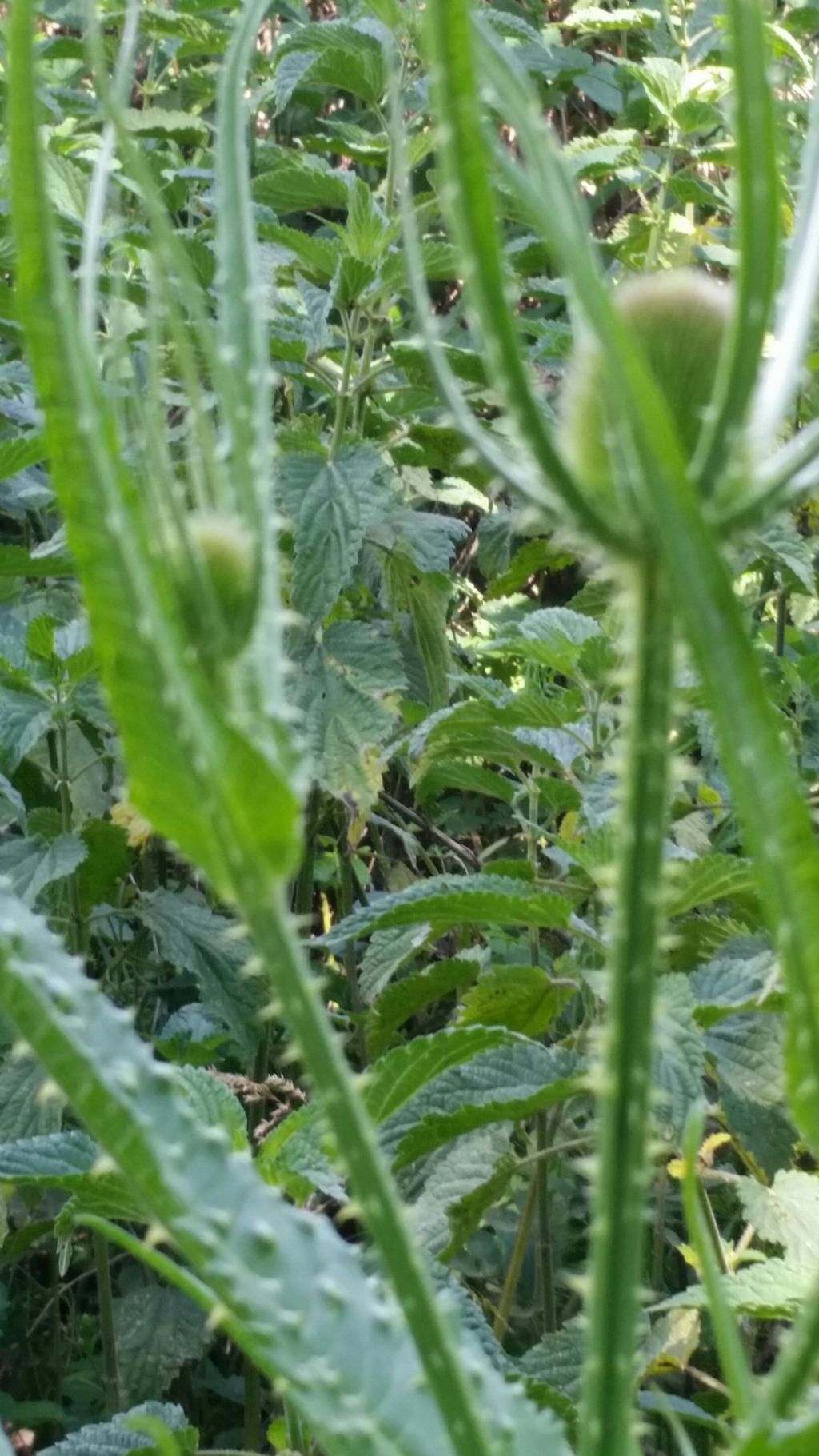 Dipsacus fullonum (Dipsacales - Caprifoliaceae)